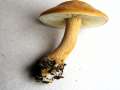 Agrocybe putaminum - Falber Ackerling;Robuster Ackerling - Hodingen