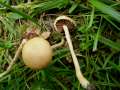 Agrocybe pediades - Halbkugeliger Ackerling - Hdingen