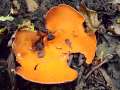 Aleuria aurantia - Gemeiner Orangebecherling - Hödingen