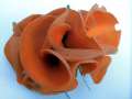 Aleuria aurantia - Gemeiner Orangebecherling - Hödingen