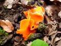 Aleuria aurantia - Gemeiner Orangebecherling - Weferlingen-Walbeck