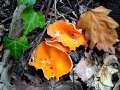 Aleuria aurantia - Gemeiner Orangebecherling - Weferlingen