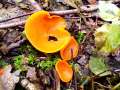 Aleuria aurantia - Gemeiner Orangebecherling - Weferlingen