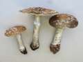 Amanita&nbsp;excelsa&nbsp;-&nbsp;Grauer Wulstling&nbsp;-&nbsp;H�rsingen