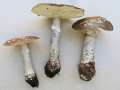Amanita&nbsp;excelsa&nbsp;-&nbsp;Grauer Wulstling&nbsp;-&nbsp;H�rsingen