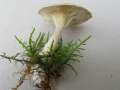 Apulloclitocybe clavipes - Keulenfiger Trichterling - Walbeck
