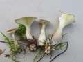 Apulloclitocybe&nbsp;clavipes&nbsp;-&nbsp;Keulenf��iger Trichterling&nbsp;-&nbsp;Walbeck