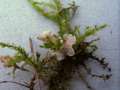 Arrhenia retiruga - Netziggerunzelter Adermoosling - Hödingen