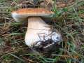 Boletus edulis - Steinpilz - Klinze