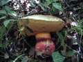 Rubroboletus satanas - Satansrhrling - Weferlingen