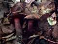 Neoboletus erythropus - Flockenstieliger Hexen Rhrling - Weferlingen