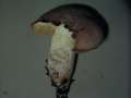 Hemileccinum depilatum - Gefleckthtiger Rhrling - Weferlingen