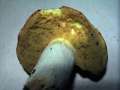 Hemileccinum depilatum - Gefleckthtiger Rhrling - Weferlingen