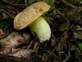 Hemileccinum depilatum - Gefleckthtiger Rhrling - Weferlingen