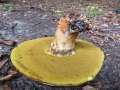 Butyriboletus appendicularis - Echter Anhngselrhrling, Gelber Bronzerhrling - Braunschweig-Weddel