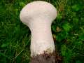 Lycoperdon excipuliforme - Beutelstubling - Helmstedt