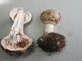 Chlorophyllum&nbsp;venenatum&nbsp;-&nbsp;Gift-Safranschirmpilz&nbsp;-&nbsp;Eigenthum