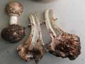 Chlorophyllum&nbsp;venenatum&nbsp;-&nbsp;Gift-Safranschirmpilz&nbsp;-&nbsp;Eigenthum