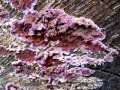 Chondrostereum purpureum - Violetter Knorpelschichtpilz - Hödingen