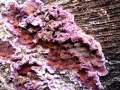 Chondrostereum purpureum - Violetter Knorpelschichtpilz - Hödingen