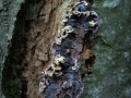 Chondrostereum purpureum - Violetter Knorpelschichtpilz - Seggerde