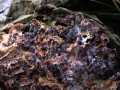 Chondrostereum purpureum - Violetter Knorpelschichtpilz - Weferlingen