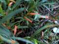 Coleosporium senecionis - Rostpilz - Loitsche