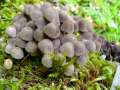 Coprinellus disseminatus - Gester Tintling - Hdingen