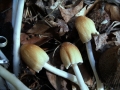 Coprinellus micaceus - Glimmertintling - Weferlingen