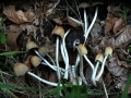 Coprinellus micaceus - Glimmertintling - Weferlingen