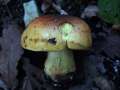 Cortinarius elegantior - Strohgelber Klumpfu - Weferlingen