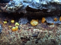 Dacryomyces stillatus - Zerfließende Gallertträne - Weferlingen