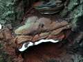 Ganoderma australe - Wulstiger Lackporling - Harbke