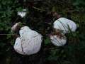 Ganoderma applanatum - Flacher Lackporling - Hdingen