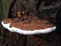 Ganoderma applanatum - Flacher Lackporling - Hdingen