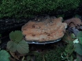 Ganoderma applanatum - Flacher Lackporling - Seggerde