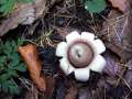 Geastrum fimbriatum - Gewimperter Erdstern - Weferlingen