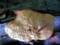Hapalopilus nidulans - Zimtfarbiger Weichporling - Weferlingen