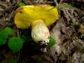 Hemileccinum depilatum - Gefleckthtiger Rhrling - Weferlingen