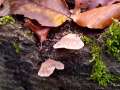 Hohenbuehelia atrocoerulea - Blaugrauer Muscheling - Weferlingen