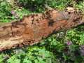 Hymenochaete rubiginosa - Rotbrauner Borstenscheibling - Seggerde