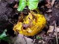 Hypomyces chrysospermus - Goldschimmel - Hödingen