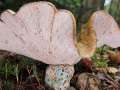 Hypomyces&nbsp;lateritius&nbsp;-&nbsp;Steinreizker Kernpilz&nbsp;-&nbsp;Walbeck