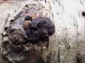 Jackrogersella multiformis - Vielgestaltige Kohlenbeere - Hödingen