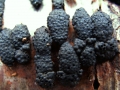 Jackrogersella multiformis - Vielgestaltige Kohlenbeere - Weferlingen