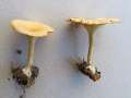 Infundibulicybe&nbsp;gibba&nbsp;-&nbsp;Ockerbrauner Trichterling&nbsp;-&nbsp;H�rsingen