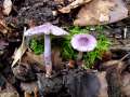 Inocybe lilacina - Violetter Seiden Risspilz - Hödingen