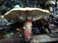 Lactarius rubrocinctus - Rotgegrtelter Milchling - Weferlingen
