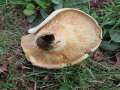 Lactifluus&nbsp;vellereus&nbsp;-&nbsp;Wolliger Milchling&nbsp;-&nbsp;Flechtingen
