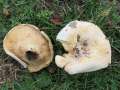 Lactifluus&nbsp;vellereus&nbsp;-&nbsp;Wolliger Milchling&nbsp;-&nbsp;Flechtingen